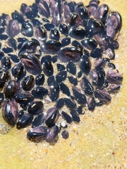 Brachidontes rostratus