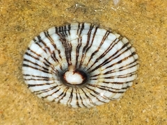 Siphonaria funiculata