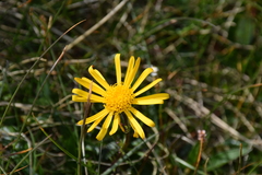 Jacobaea abrotanifolia