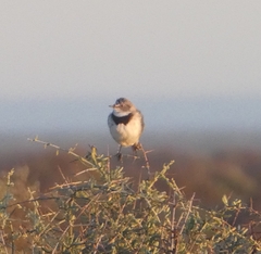 Epthianura albifrons