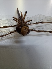 Telephlebia godeffroyi