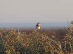 Epthianura albifrons