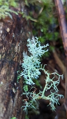 Sphaerophorus tuckermanii