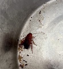 Periplaneta americana