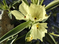 Mohavea confertiflora