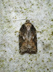 Acleris fuscana