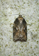 Acleris fuscana