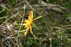 Jacobaea abrotanifolia