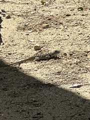 Sceloporus uniformis