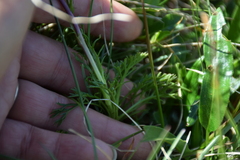 Jacobaea abrotanifolia
