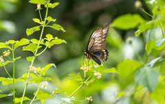 Trogonoptera trojana