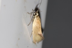 Delexocha ochrocausta