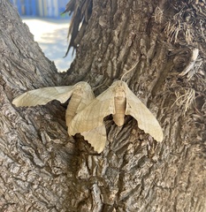 Pachysphinx occidentalis