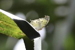 Protogoniomorpha parhassus