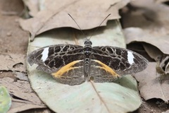 Catuna sikorana