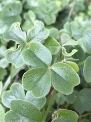 Oxalis spiralis