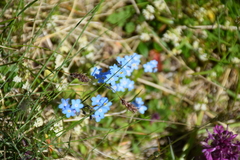 Myosotis asiatica