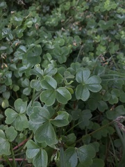 Oxalis spiralis