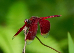 Neurothemis ramburii