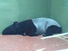 Tapirus indicus