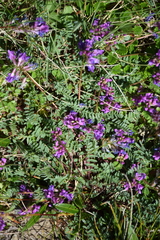 Astragalus