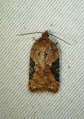 Acleris braunana
