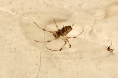 Nephilingis cruentata