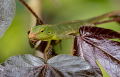 Bronchocela