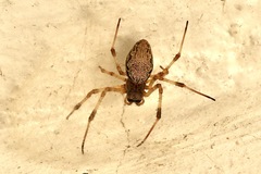 Nephilingis cruentata