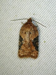 Acleris braunana