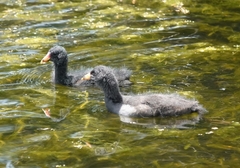 Gallinula tenebrosa tenebrosa