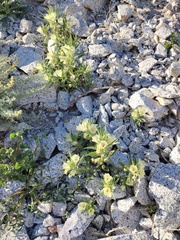 Mohavea confertiflora