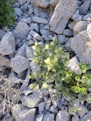 Mohavea confertiflora