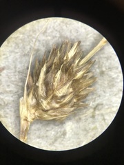 Carex hormathodes