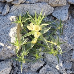 Mohavea confertiflora