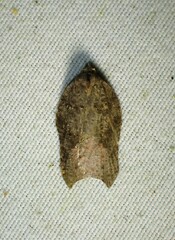 Acleris effractana