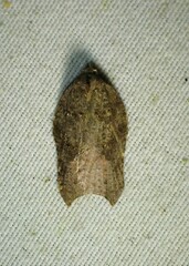 Acleris effractana