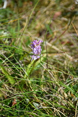 Gymnadenia