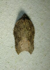 Acleris effractana