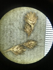 Carex hormathodes
