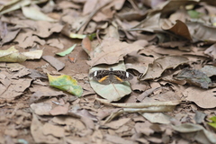 Catuna sikorana