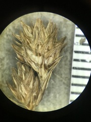 Carex hormathodes