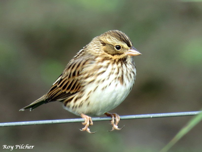 Savannah Sparrow (Sparrows of the US) · iNaturalist