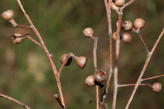 Eucalyptus tindaliae