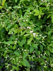 Alternanthera sessilis