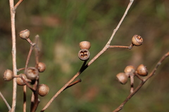 Eucalyptus tindaliae