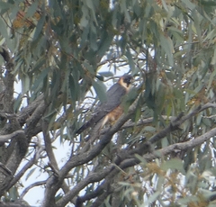 Falco longipennis