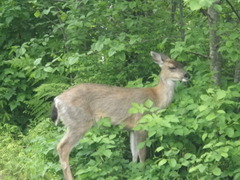 Odocoileus hemionus sitkensis