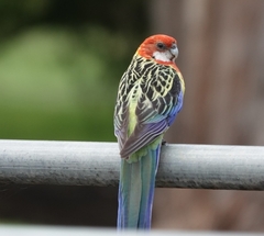 Platycercus eximius eximius