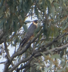 Falco longipennis
